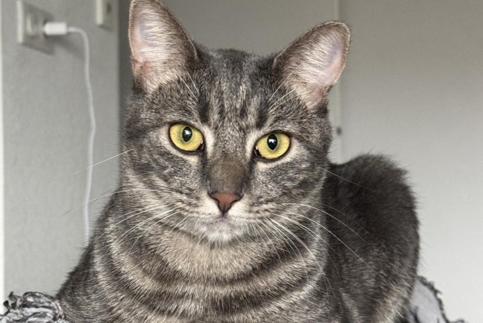 Vermisstmeldung Katze Weiblich , 2 jahre Nice Frankreich